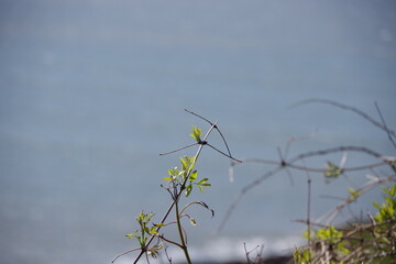 grass and sky