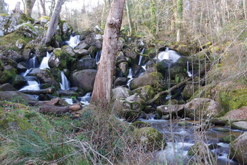 Fototapeta premium stream in the forest