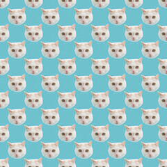 The muzzle of a white fluffy cat peeking out of a hole in blue background. 