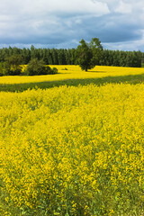 Landscape with blooming rapeseed and trees on a sunny spring day.
