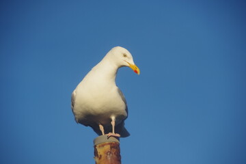 seagull on a rock
