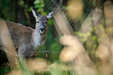 Reh ( Capreolus capreolus ).