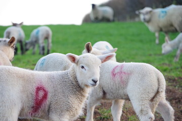 Obraz premium sheep and lamb