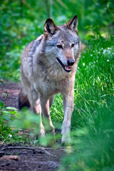 Europäischer Wolf ( Canis lupus ).