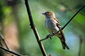 Buchfink ( Fringilla coelebs ).
