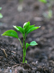 Young plant growth from the forest or seedling that is growing from the soil, with copy space on the left on white background with clipping path. selective focus
