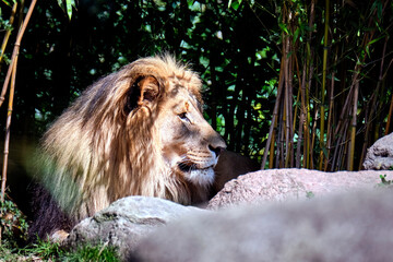 Löwe ( Panthera leo ).