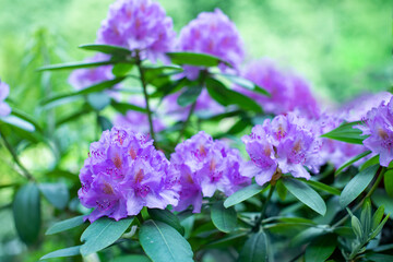 fioletowy rododendron w ogrodzie, catawbiense grandiflorum - obrazy, fototapety, plakaty