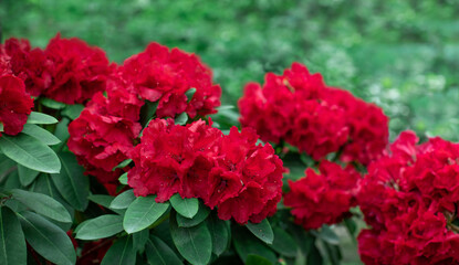 czerwony rododendron w ogrodzie, rhododendron