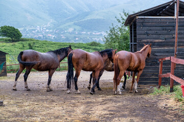 Fototapeta premium horses in the farm