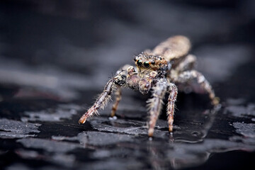 Rindenspringspinne ( Marpissa muscosa ).