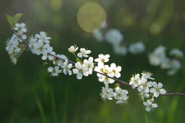 Bokeh flower Background. Cherry flowers on a branch in the backlight. Spring background