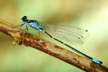 blue dragonfly on a stick