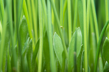 Fototapeta na wymiar Close-up of fresh grass in soft focus. Green background on the theme of organic products and environmental protection.