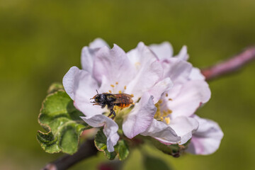 Macro view of bee on white flower apple tree in spring day. 