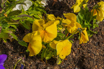Beautiful view of yellow petunia flowers after rain with water drops. Sweden.