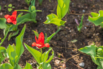 Beautiful view of red tulip flowers after rain with water drops. Sweden.
