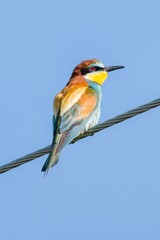 Merops apiaster. Bee eater, colorful bird perched on a wire
