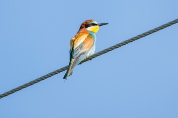 Merops apiaster. Bee eater, colorful bird perched on a wire