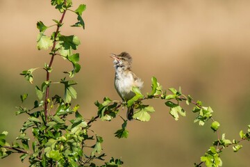 Great reed warbler singing. Acrocephalus arundinaceus
