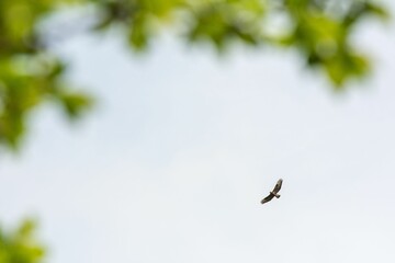 Common buzzard on a clear sky with green leaves reframing the bird