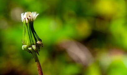 bunch of dandelion on a green background, close-up