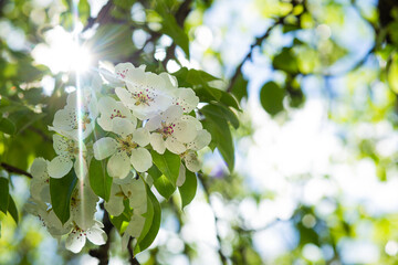 A blooming pear branch with white flowers on a bokeh background. © Олеся Голубенко