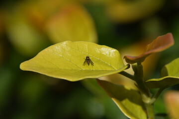 small insect iridescent over ivy green leaf close up