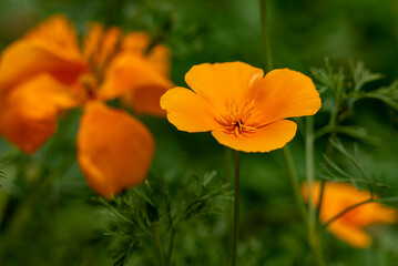 Naklejka premium Beautiful yellow escholzia flower. High quality photo, background,