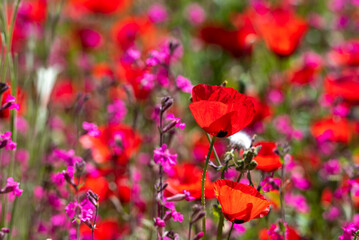 Poppy field on a sunny day