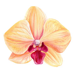 Obraz premium Orchid on an isolated white background, watercolor botanical illustration. Flora painting, tropical flower