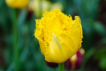 Yellow terry tulip flower, close up. Fringed Tulip blossom with frayed edge on petals, closeup....