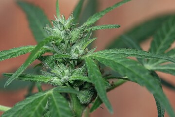 Close up of a female cannabis plant