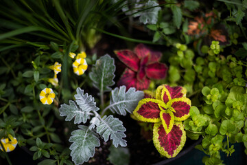 garden flowers in planter 