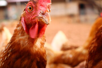 close up of a chicken