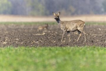 Naklejka na ściany i meble Female roe deer (Capreolus capreolus) walking in field at end of winter.