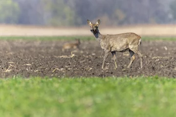 Fotobehang Female roe deer (Capreolus capreolus) walking in field at end of winter. © bios48