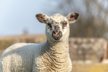 Portrait of lamb in pen in spring.