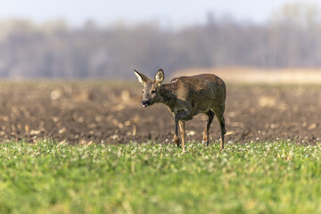 Female roe deer (Capreolus capreolus) walking in field at end of winter.