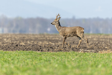 Male roe deer (Capreolus capreolus) walking in field at end of winter.