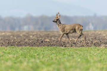 Male Roe Deer Capreolus Capreolus