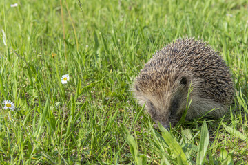 Common hedgehog (Erinaceus europaeus) in garden in sprintime.
