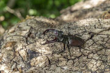 Male lucane skite (Lucanus cervus) on dead wood in forest.