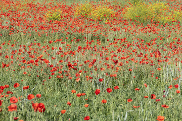 Fields filled with poppies in spring in plain.