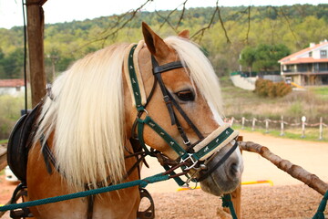 portrait of a horse