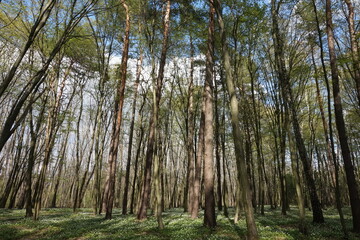 Obraz premium Deciduous forest in spring in Ukraine.