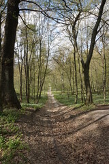 Deciduous forest in spring in Europe.
