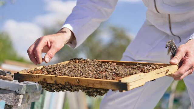 Male hands hold the frame totally covered with bee brood. Man tries to separate bee queen and put into tiny cage. Close up.