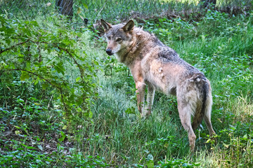  Europäischer Wolf ( Canis lupus ).