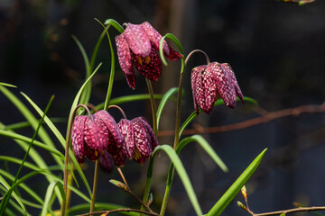 snake's head Fritillaria meleagris blooming in early spring.